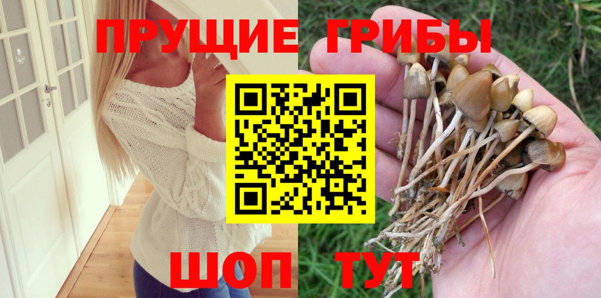 купить наркотик  Псилоцибиновые грибы Cubensis  Вход с VPN  Грозный 